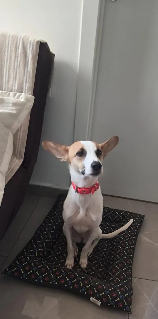 Cachorro raça SRD-ViraLata idade 2 anos nome Nina 