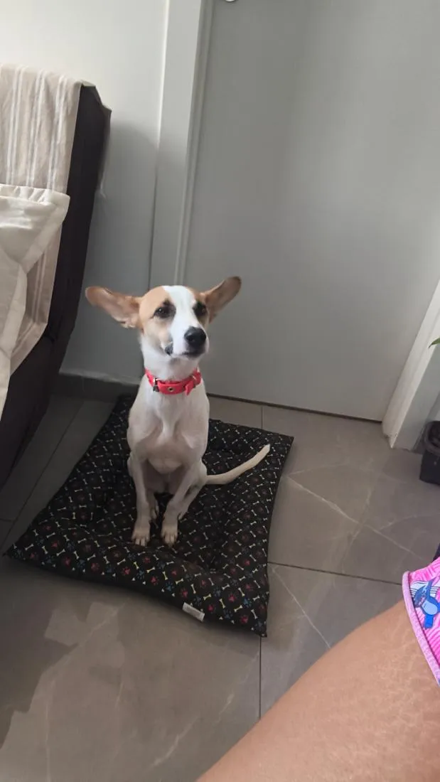 Cachorro raça SRD-ViraLata idade 2 anos nome Nina 