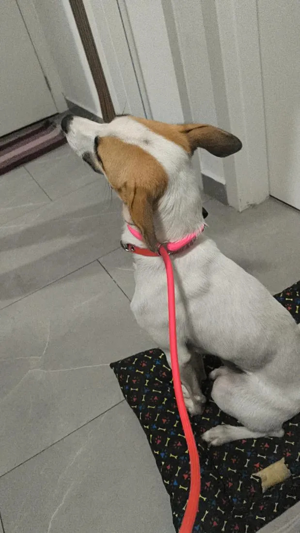 Cachorro raça SRD-ViraLata idade 2 anos nome Nina 