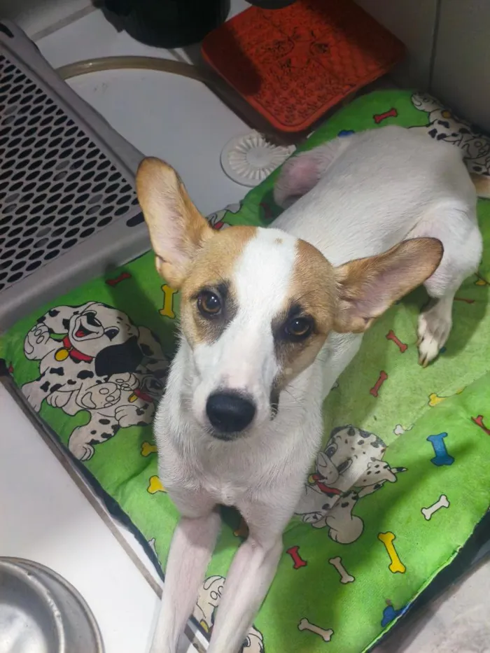Cachorro raça SRD-ViraLata idade 2 anos nome Nina 
