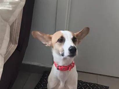 Cachorro raça SRD-ViraLata idade 2 anos nome Nina 
