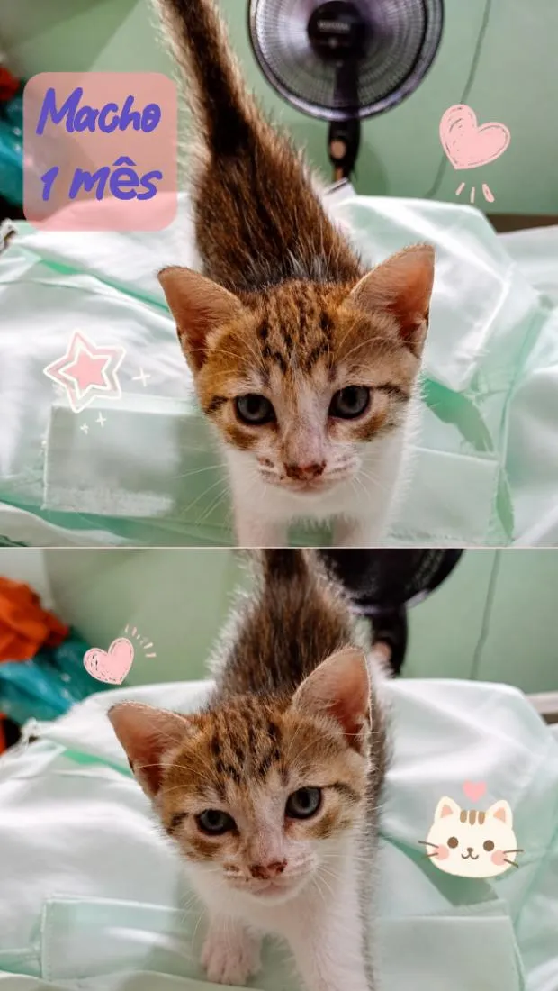 Gato raça SRD-ViraLata idade Abaixo de 2 meses nome neném 