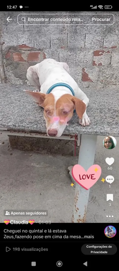 Cachorro raça SRD-ViraLata idade 2 anos nome zeus