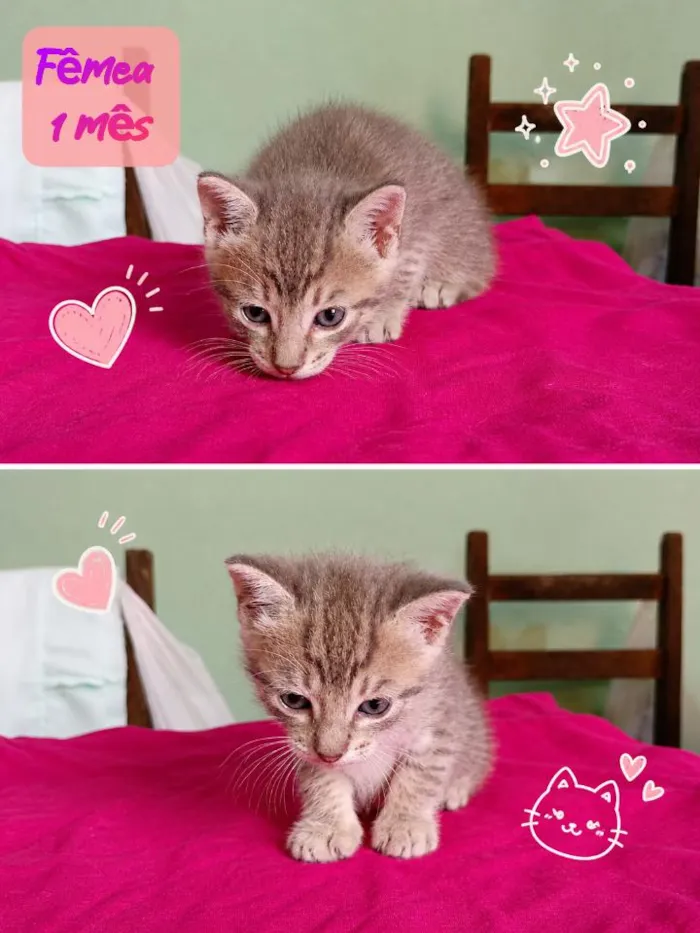Gato raça SRD-ViraLata idade Abaixo de 2 meses nome Katy