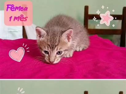 Gato raça SRD-ViraLata idade Abaixo de 2 meses nome Katy