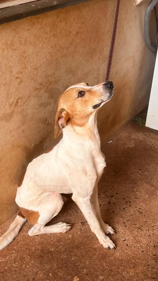 Cachorro raça SRD-ViraLata idade 3 anos nome Torkel