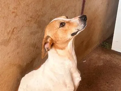 Cachorro raça SRD-ViraLata idade 3 anos nome Torkel