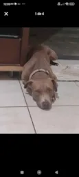 Darwin