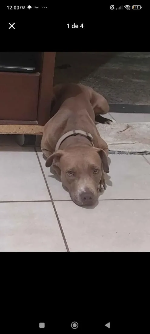 Cachorro raça Pit-Bull idade 3 anos nome Darwin