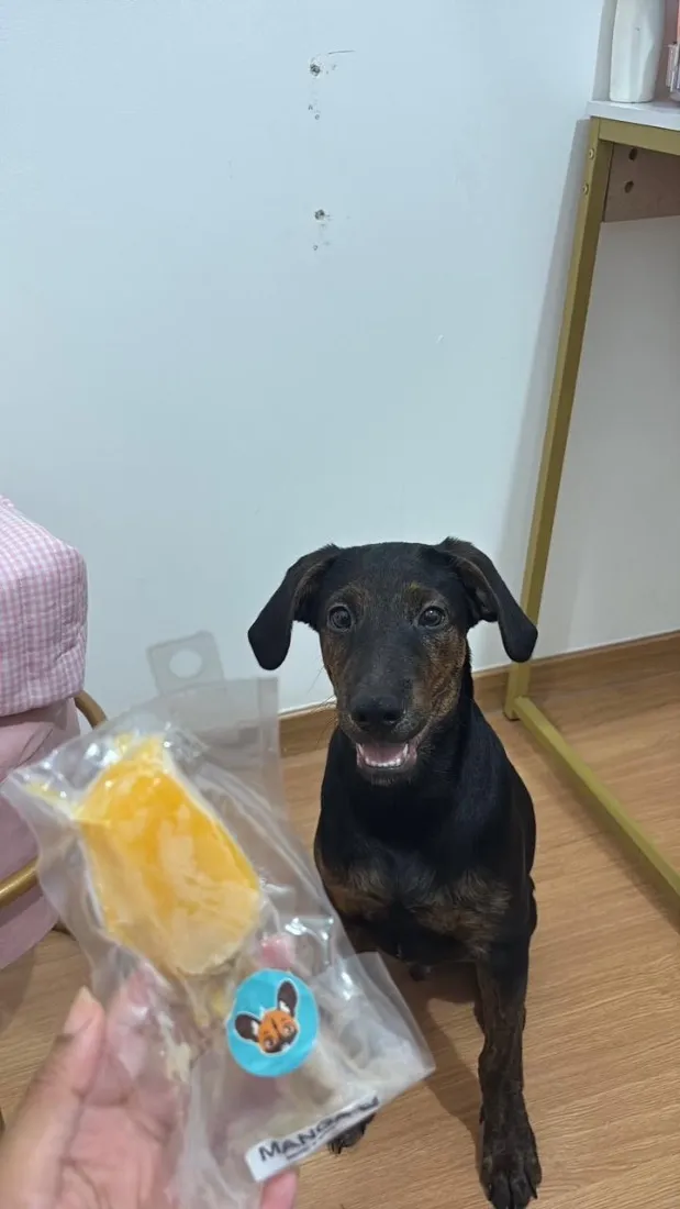 Cachorro raça SRD-ViraLata idade 2 a 6 meses nome Lucky 