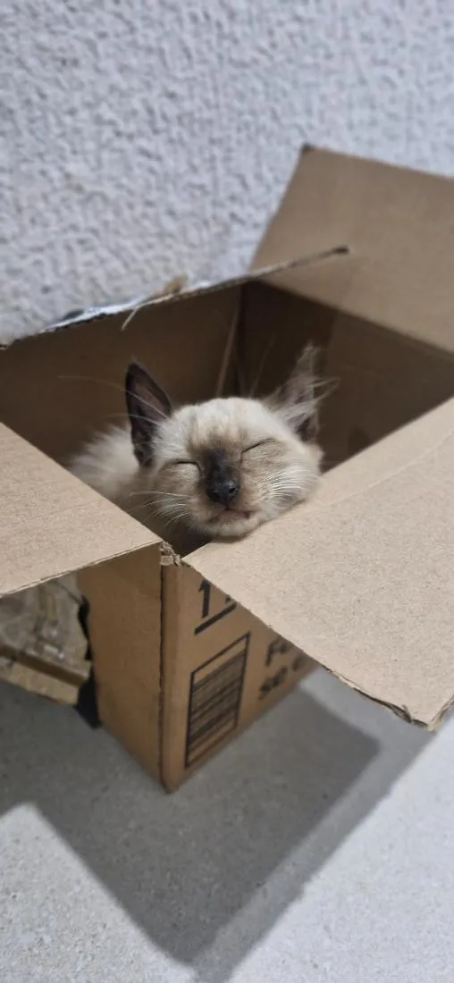 Gato raça SRD-ViraLata idade Abaixo de 2 meses nome não tem
