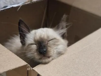 Gato raça SRD-ViraLata idade Abaixo de 2 meses nome não tem