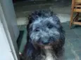 Enzo