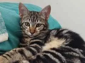 Gato raça SRD-ViraLata idade 7 a 11 meses nome Max