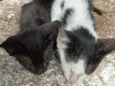 luna e malhada 