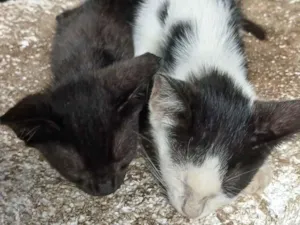 Gato raça USRD-ViraLata idade Abaixo de 2 meses nome luna e malhada 