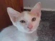 Galeguinho 