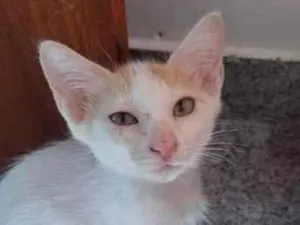 Gato raça SRD-ViraLata idade 2 a 6 meses nome Galeguinho 