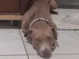 Darwin