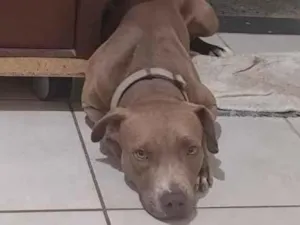 Cachorro raça Pit-Bull idade 3 anos nome Darwin