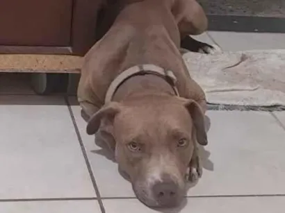 Cachorro raça Pit-Bull idade 3 anos nome Darwin