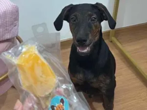 Cachorro raça SRD-ViraLata idade 2 a 6 meses nome Lucky 