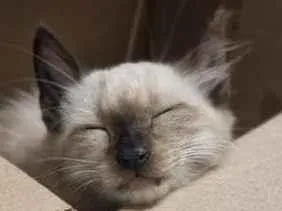 Gato raça SRD-ViraLata idade Abaixo de 2 meses nome não tem