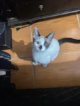 Cabrito