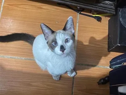 Gato raça SRD-ViraLata idade 2 anos nome Cabrito
