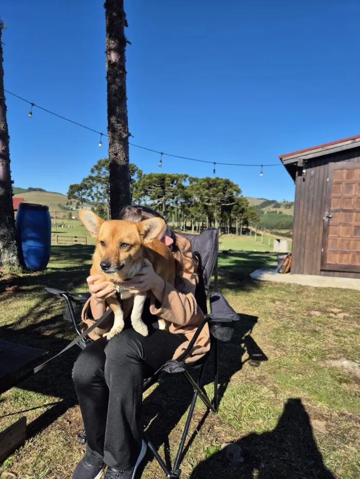 Cachorro raça SRD-ViraLata idade 1 ano nome Minie