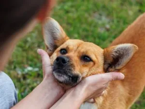 Cachorro raça SRD-ViraLata idade 1 ano nome Minie