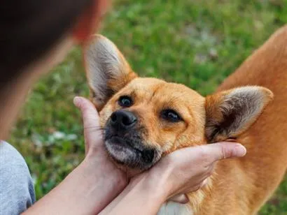 Cachorro raça SRD-ViraLata idade 1 ano nome Minie