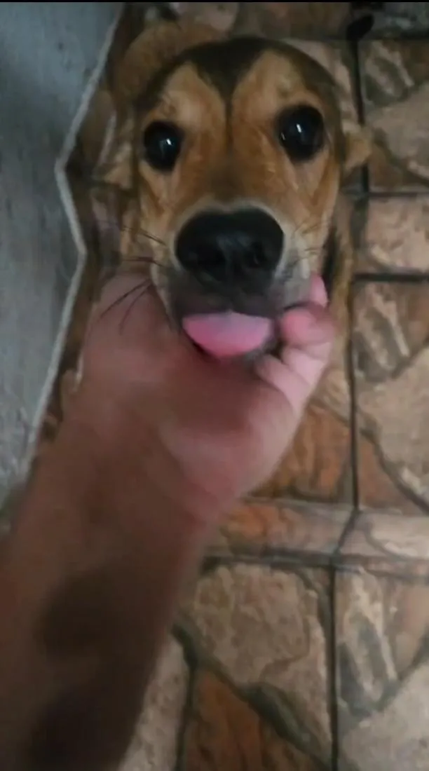 Cachorro raça SRD-ViraLata idade 7 a 11 meses nome Bruce