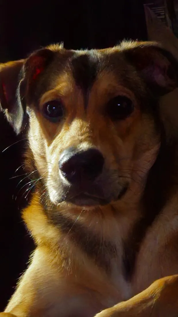 Cachorro raça SRD-ViraLata idade 7 a 11 meses nome Bruce