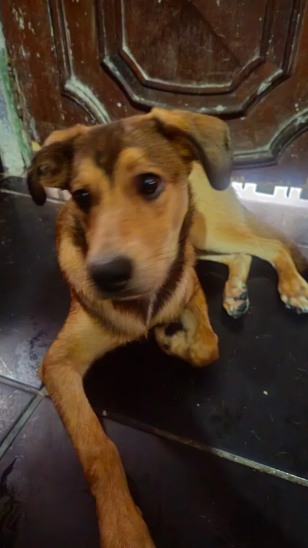 Cachorro raça SRD-ViraLata idade 7 a 11 meses nome Bruce