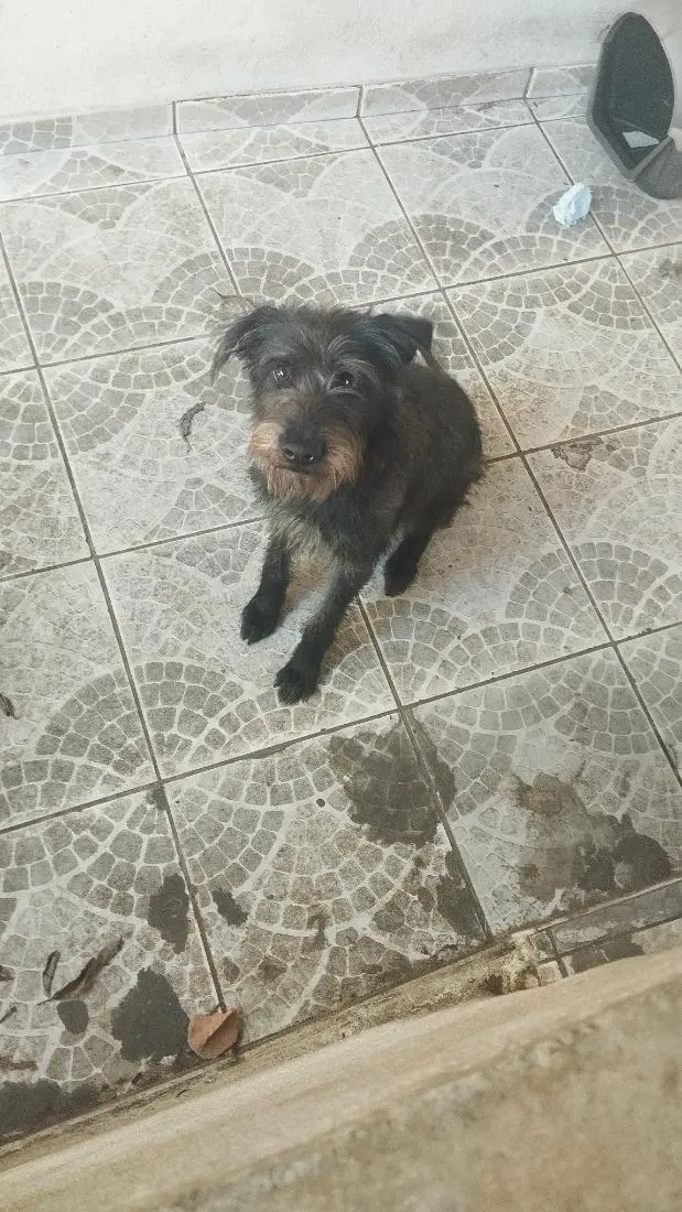 Cachorro raça SRD-ViraLata idade 2 anos nome Athena