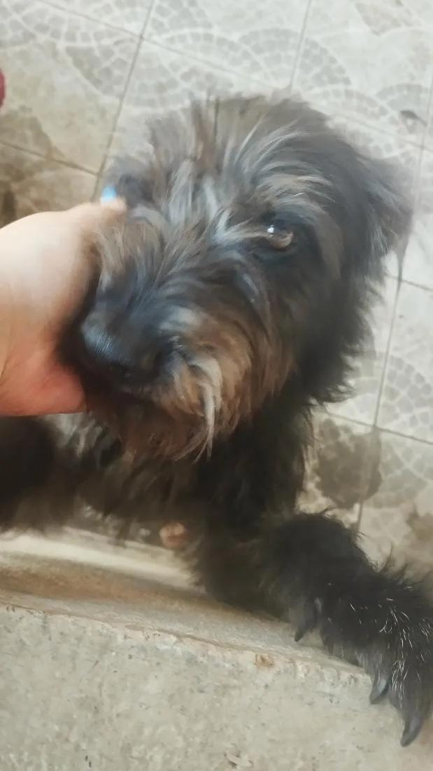 Cachorro raça SRD-ViraLata idade 2 anos nome Athena