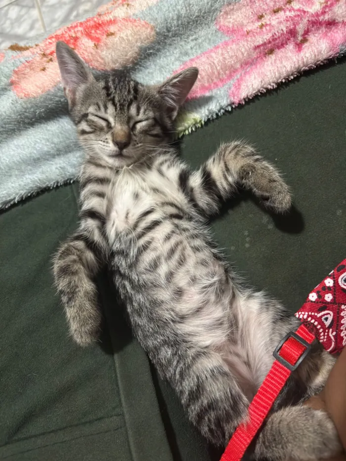 Gato raça SRD-ViraLata idade 2 a 6 meses nome Sem nomes 
