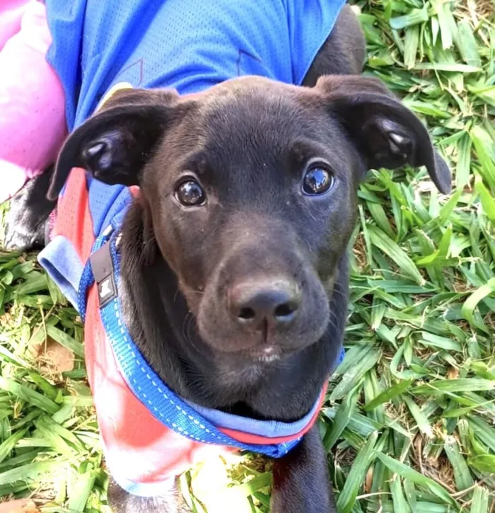 Cachorro raça Pequinês idade 2 a 6 meses nome Maui 