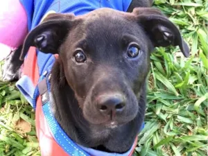 Cachorro raça Pequinês idade 2 a 6 meses nome Maui 