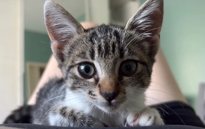 Gato raça Siamês idade Abaixo de 2 meses nome Memel 