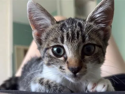 Gato raça Siamês idade Abaixo de 2 meses nome Memel 