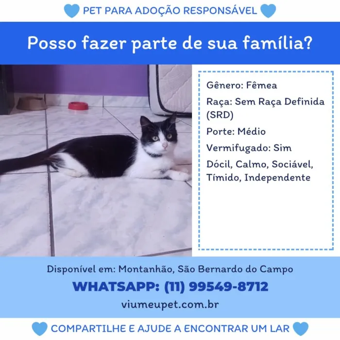 Gato raça SRD-ViraLata idade  nome mãezinha 