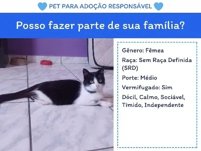 Gato raça SRD-ViraLata idade  nome mãezinha 