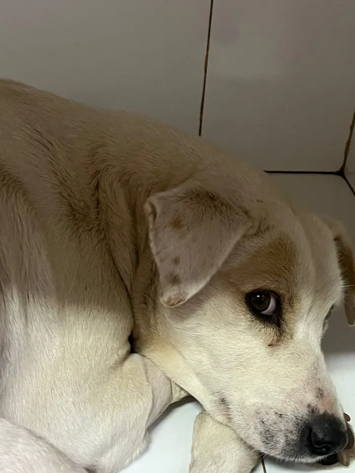 Cachorro raça SRD-ViraLata idade 3 anos nome Blanquita