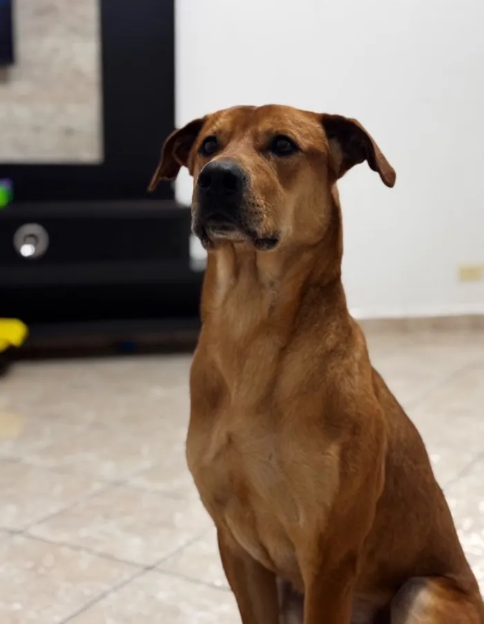 Cachorro raça SRD-ViraLata idade 3 anos nome Fred