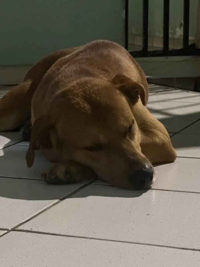 Cachorro raça SRD-ViraLata idade 3 anos nome Fred