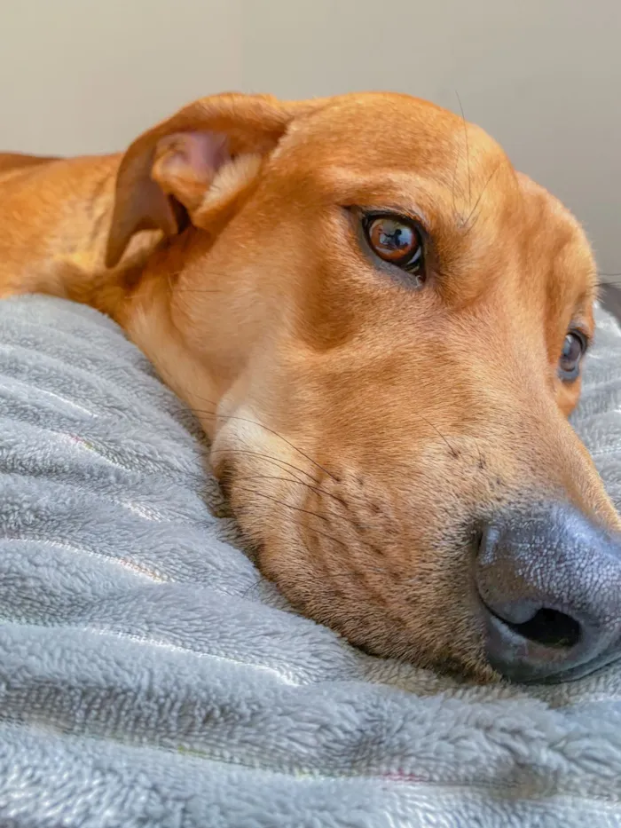 Cachorro raça SRD-ViraLata idade 3 anos nome Fred