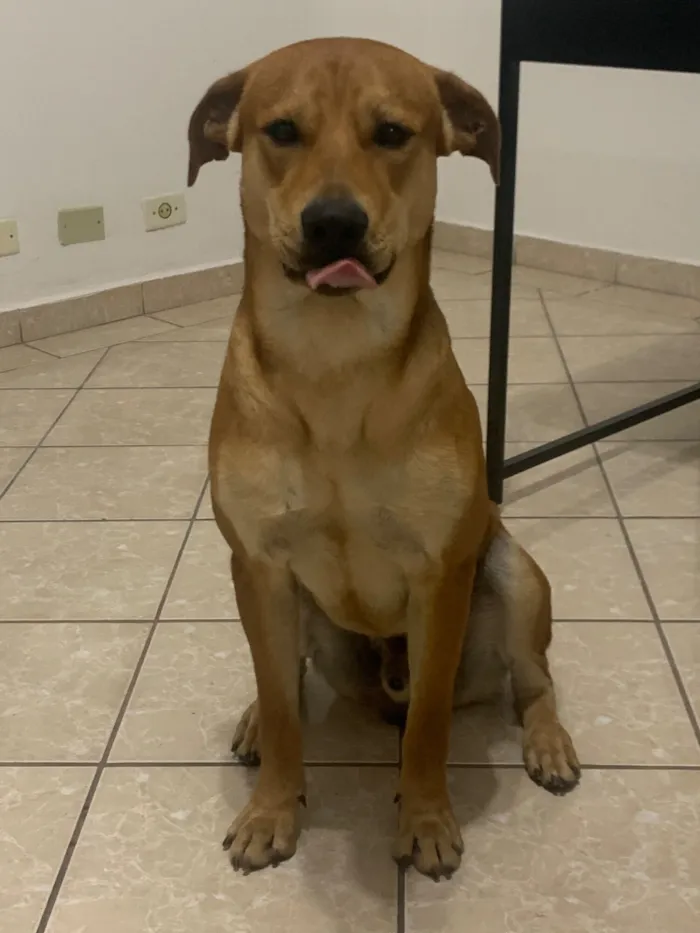 Cachorro raça SRD-ViraLata idade 3 anos nome Fred