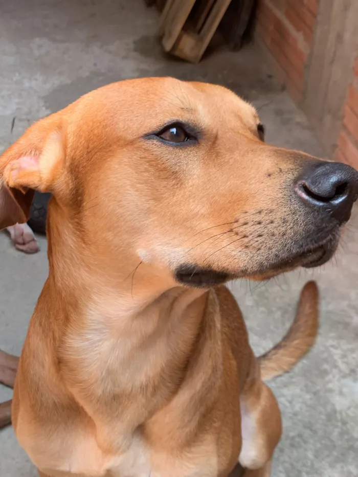 Cachorro raça SRD-ViraLata idade 3 anos nome Fred